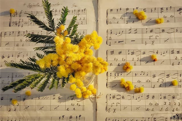 mimosa